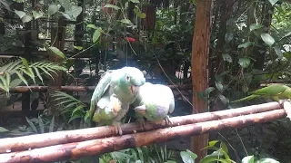 ¿CÓMO LLEGAR A TARAPOTO PARQUE ZOOLOGICO URKU?