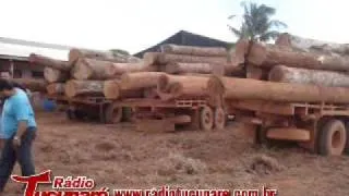 Polícia Civil apreendeu cinco caminhões carregados de madeira ilegal em Tabaporã