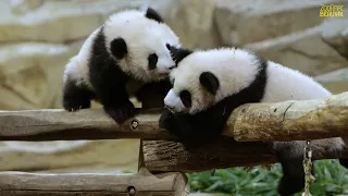 Jumelles panda, 7 mois !