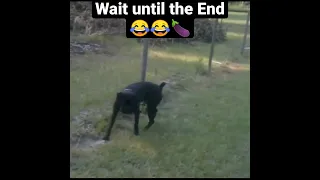 Dog pees on electric fence | his pepe get shocked 🤣🤣