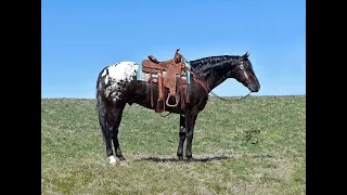 Black and White Appaloosa! Beautiful! Riding Nicely. 15.1 1/2 Hands. Twombly Horse.