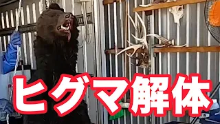 【解体現場完全版】鹿罠にかかり暴れるヒグマの結末は肉塊 The end of a bear is trapped and rampages is a lump of meat in Hokkaido.