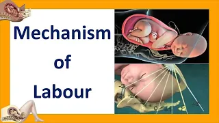 Mechanism of Labour | Seven Cardinal Movements of Labour | Labor and Delivery | Labor and Birth