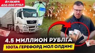 4.5 МИЛЛИОН РУБЛГА 100TA ГЕРЕФОРД МОЛ ОЛДИМ! ЙУЛКИРА 400.000 РУБЛ ТОЛПДИМ 😫🚚🐂🐄