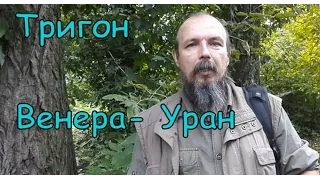 Тригон Венера Уран