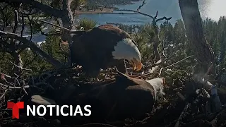 Muchos ojos en EE.UU. están pendientes de un nido de águila | Noticias Telemundo