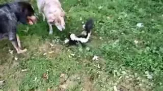The Great Skunk Fight