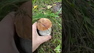 Білі гриби Україна 🇺🇦
