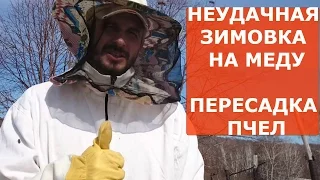 ПЧЕЛЫ ВЕСНОЙ как пересадить пчел в новый улей БЫСТРО