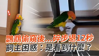 好奇鸚鵡躲門縫偷窺！下秒突「倒退嚕12秒」｜寵物動物｜寵物鳥｜白腹鸚哥｜精選影片