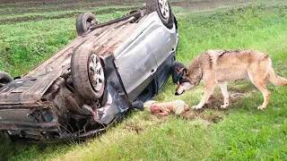 Wolf Finds a Baby in Car Accident, Then He Brings Him To the Wood And The Unthinkable Happens...