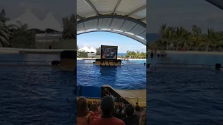 Orca show Loro park Tenerife