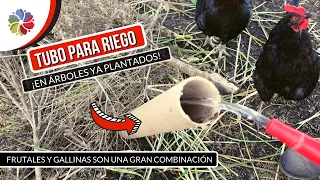 🌳🐓 Cómo agregar el TUBO de RIEGO a un árbol ya plantado y que sobreviva a las gallinas 🤣