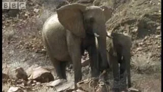 How elephants keep themselves cool in the desert - BBC animals