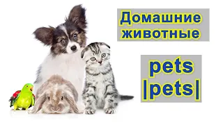 Домашние животные по-английски. Pets