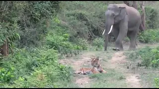 Tiger escaped due to fear of Elephant who is real boss