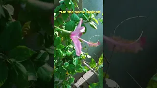 Hibiscus multicolor grafting | Hibiscus Multicolor Flower | Hibiscus Plant