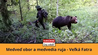 Medveď obor a medvedia ruja - Veľká Fatra 💪🐻💘🐻