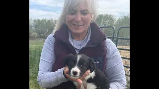 Robin Brown loves her life as a professional stock dog trainer in Idaho
