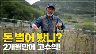 두릅 재배 전문가의 비밀 노하우! 2개월만 일하고 높은 수익을 올리는 두릅 재배 비결