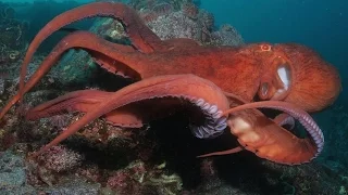 Гигантский осьминог - Giant Pacific Octopus (Энциклопедия животных)