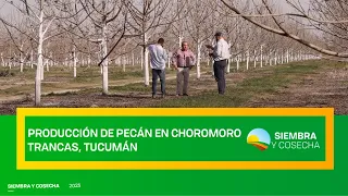 SIEMBRA Y COSECHA TV: Producción de pecán en Trancas, Tucumán