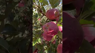 Lebanese Apples