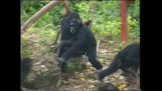 Orphaned Chimpanzees Lake Edward,  Uganda