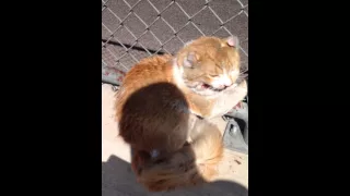 Freeway cat rescued