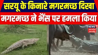 Ayodhya : सरयू नदी के किनारे मगरमच्छ मिलने से हड़कंप, भैंस पर भी किया हमला | Top News | Hindi Nerws