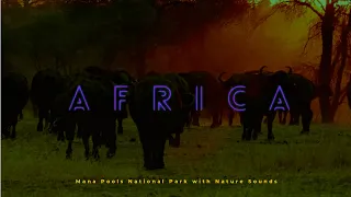Africa, Mana Pools National Park with Nature Sounds | African Relaxing Music | Nature and wildlife