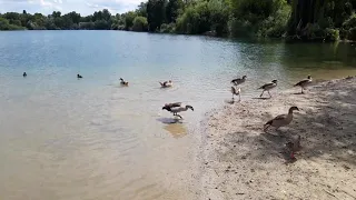 Nilgans attackiert andere Nilgänse beschütz seinen Nachwuchs Strandbad Blies