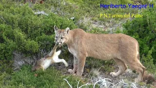 Puma cazando a una liebre | Torres del Paine |