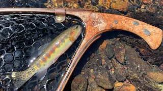 Small Creek and Roadside Golden Trout Fishing