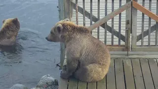 subadults near the bridge 9/19/2018