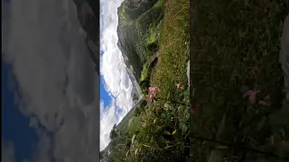 valley of flowers 🌼 #latest #vlog #trending #shorts #travel #valleyofflowers