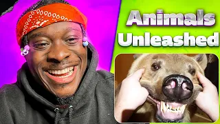 Animal Unleashed Funny and Scary Moments Compilation 🤣| @failarmy REACTION