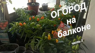 Огород на балконе... (часть 3)