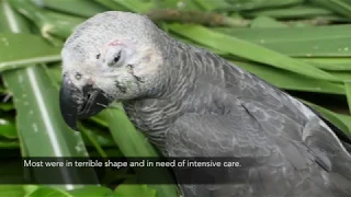 275 endangered African grey parrots rescued at the Limbe Wildlife Centre