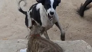 Dog 🐕killed  cat 🐈😻🔥🔥