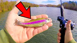 Using RAINBOW TROUT as bait! Lake Lanier, Georgia