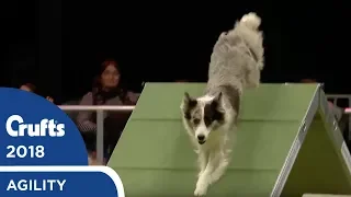 Agility - International Invitation - Large Agility Finals | Crufts 2018