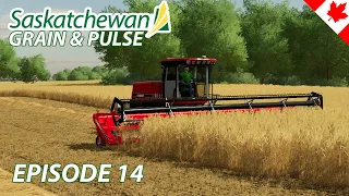 Kicking off harvest swathing wheat & combining lentils - Saskatchewan Grain & Pulse Episode 14 FS22