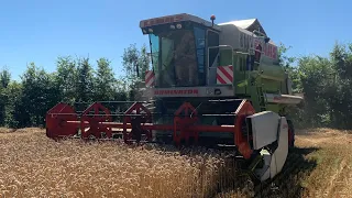 Moisson 2022 🌾 CLAAS DOMINATOR 108 SL MAXI