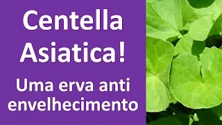 Centella asiatica! Uma poderosa erva anti aging! | Dr. Marco Menelau
