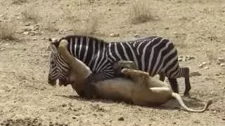 Lion vs Zebra , Lion Attack Documentary 2015 HD