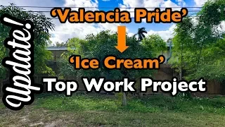 'Valencia Pride' to 'Ice Cream' Mango Top Work Project Update (December 2018)