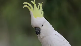 Sulphur-crested Cockatoo in the wild