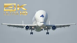 (4K) Beluga Airbus A300B4-608ST Super Transporter F-GSTD arrival at XFW Airbus Hamburg