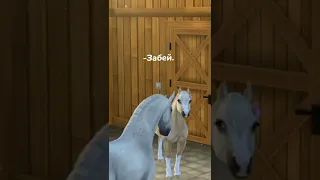 ●︎SSO Клип●︎| Из TikTok |●︎| Star Stable Online |●︎